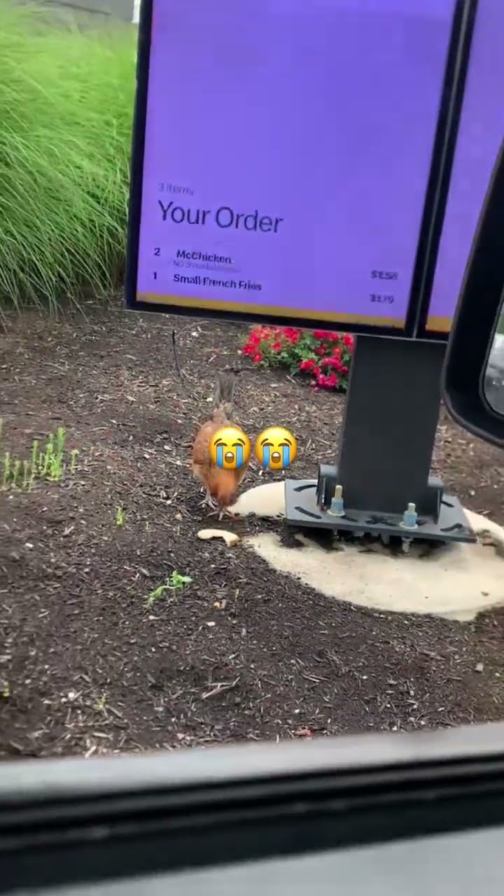 Chicken right out the window like oh y’all eating good