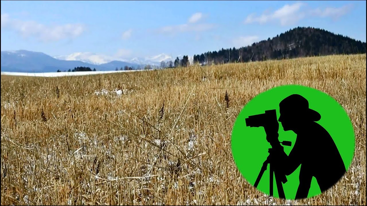 Шелест сухой травы на ветру / Звуки зимней степи для медитации, снятия ...