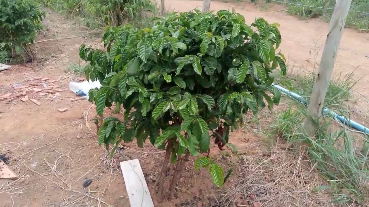 Tour pela Roça,nesse final de ano 💪🏻🙏