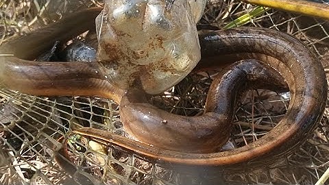 Cuốn luồng lờ đầu ko ngờ dính 2 cặp lươn quá ngon luôn/There are too many giant eels in Vietnam