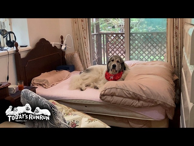 お母さんの部屋の侵入に成功し居座って動かないベルです　Great Pyrenees　グレートピレニーズ