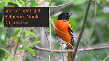 Species Spotlight: Baltimore Oriole