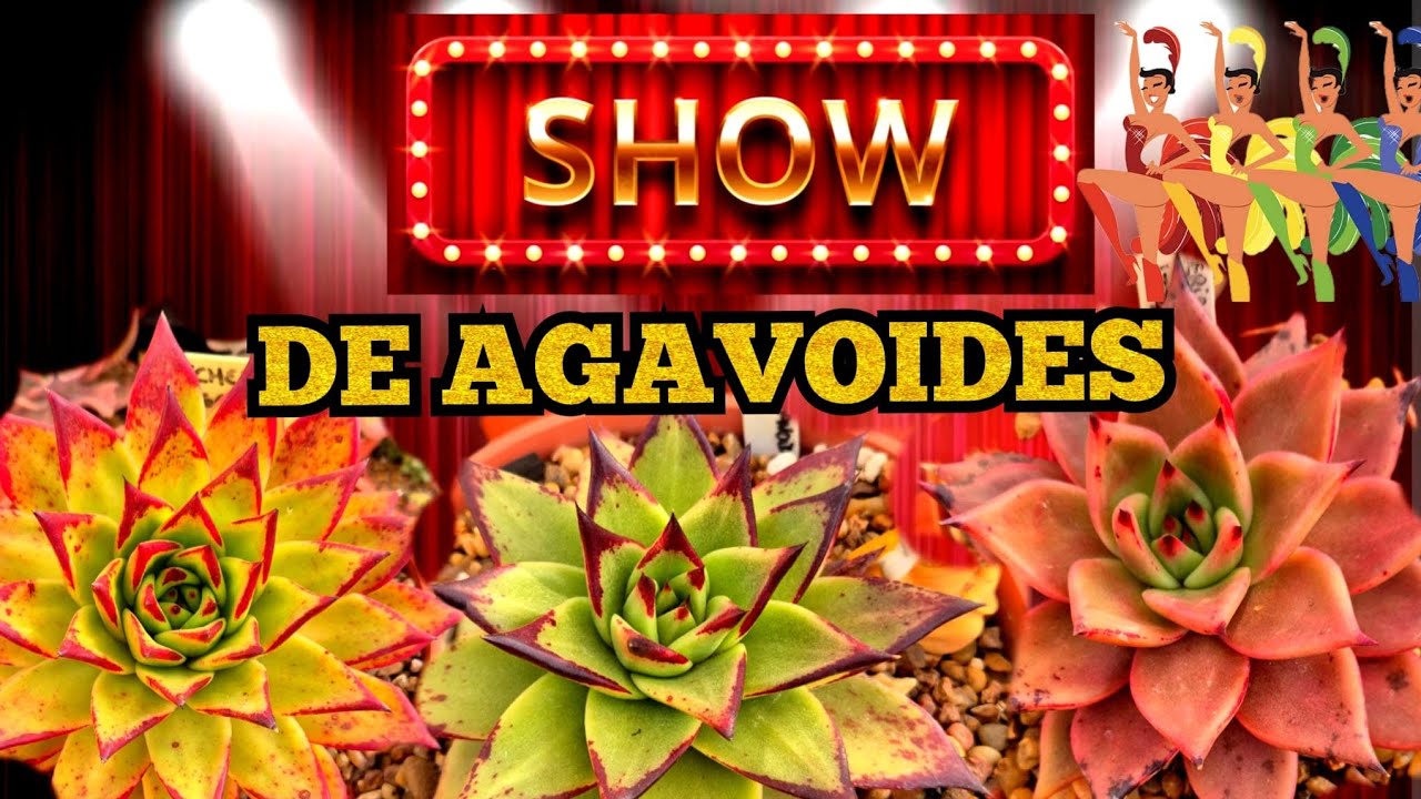 Show de agavoides, les mostramos con sus nombres #terrasuculenta