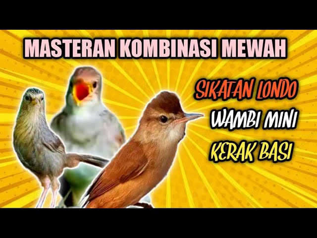 Masteran Mewah Kombinasi Sikatan Londo Wambi Mini Kerak Basi class=