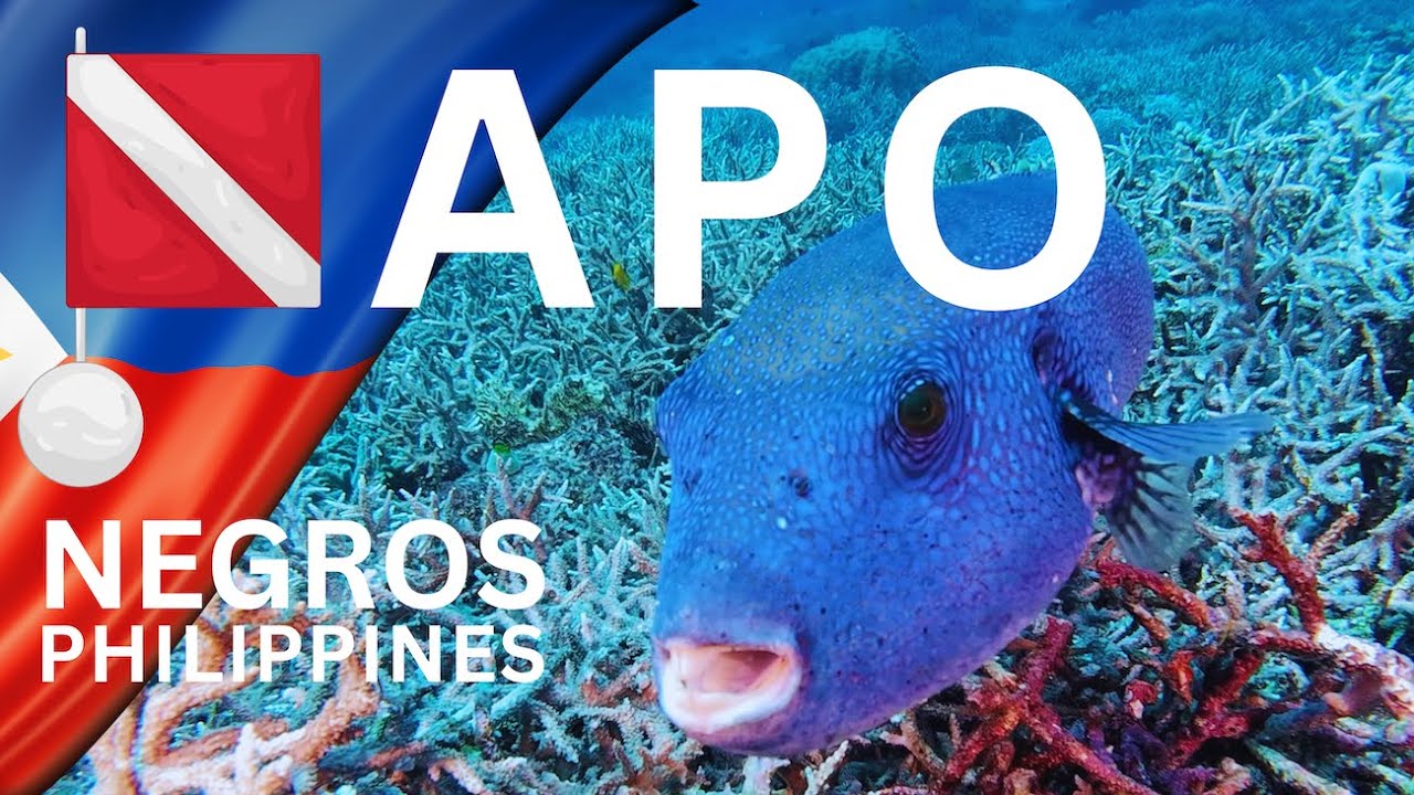 Dive Apo Island Negros Philippines