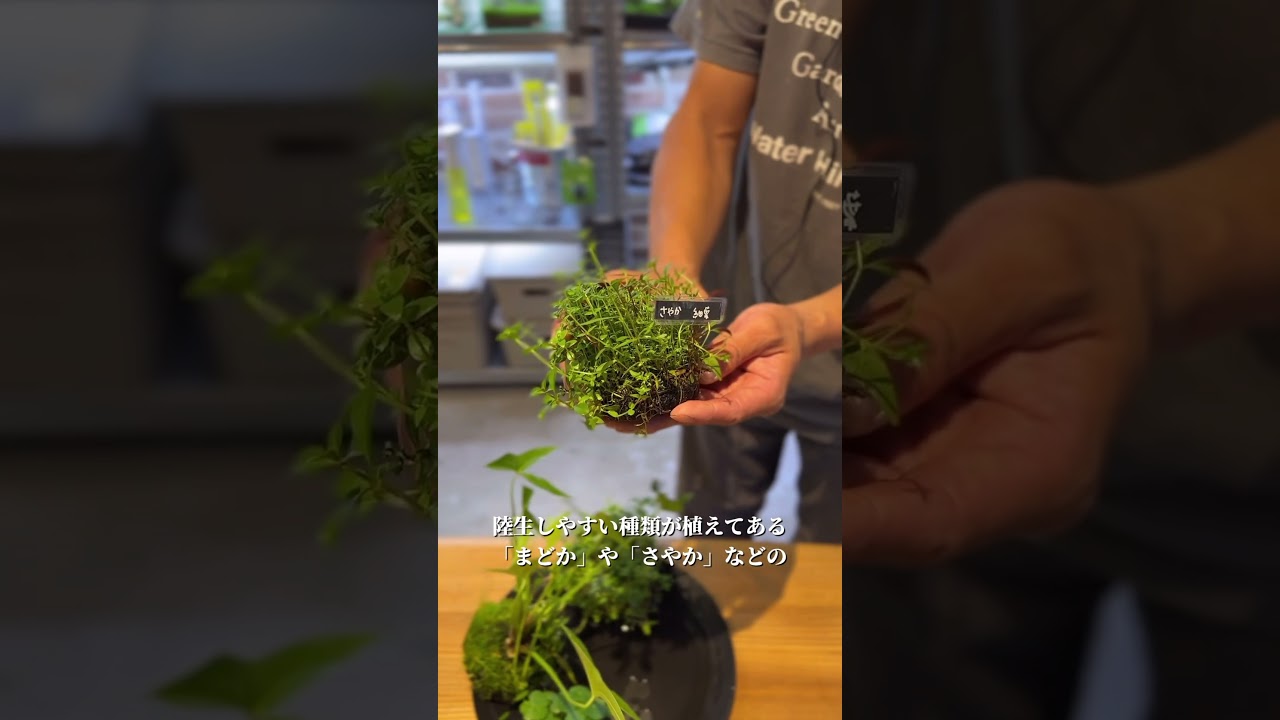 🌱 Introducing Wabi-Kusa 🌱 Today we're introducing the varieties