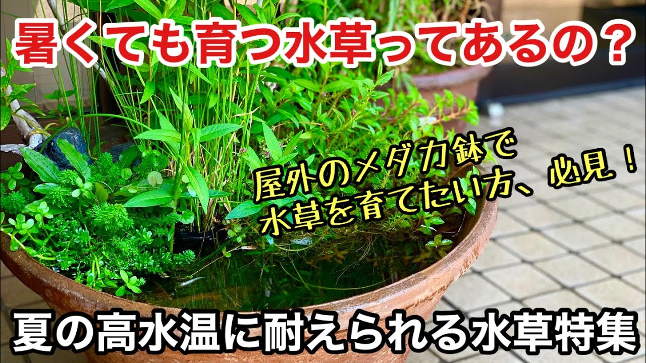 メダカ鉢で使える水草の種類 夏の高水温でも育成可能な水草特集 アクアテラリウム ビオトープ Adaネイチャーアクアリウム水槽立ち上げ初心者 水上葉の 育て方 アヌビアス クリプトコリネ スイレン 睡蓮 Youtube