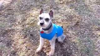 Schnauzer Rescue - Prince, aka Stud Muffin 03/14