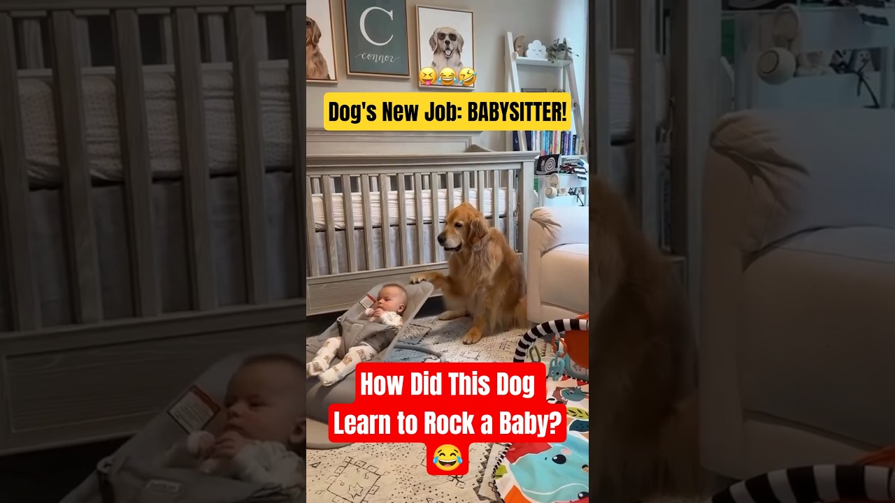 Try Not to LAUGH at These Dogs! (IMPOSSIBLE Challenge) 😂 