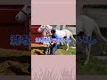 ゴルティ牧場に到着！移送の様子を公開！ #競馬 #馬 #ゴルシの息子#ゴルティ
