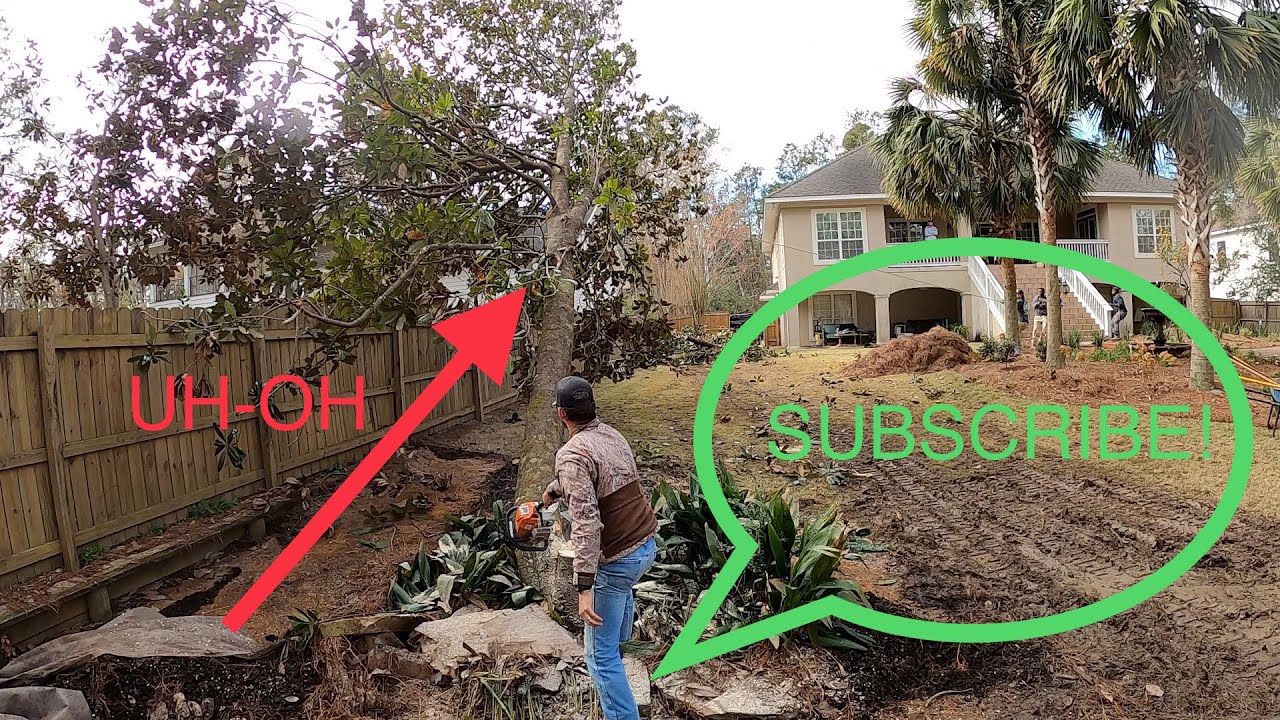Cutting down magnolia tree an starting the Hall rebuild YouTube