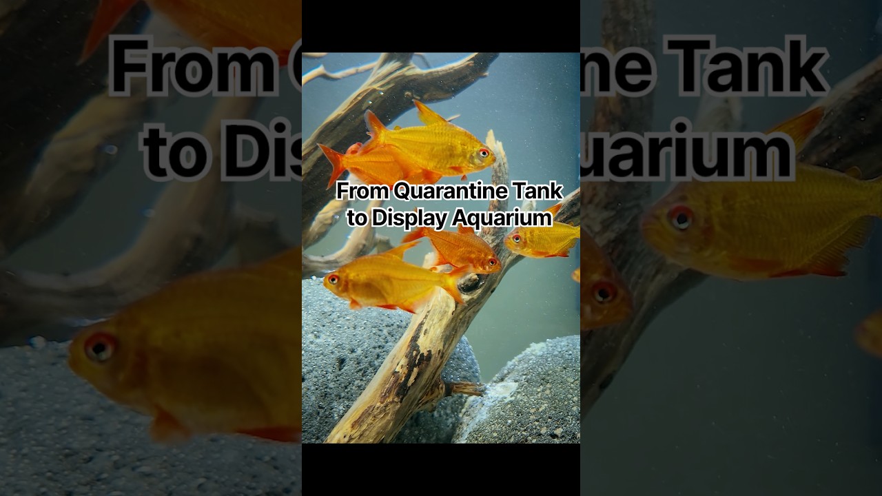 A beautiful Home Office Aquarium
