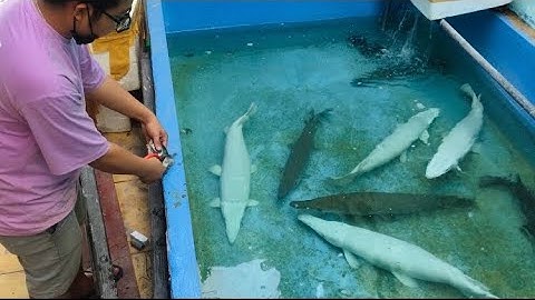 Cho cá sấu hỏa tiễn bạch tạng  ăn Hoàng Bảo Yến |Briannguyen