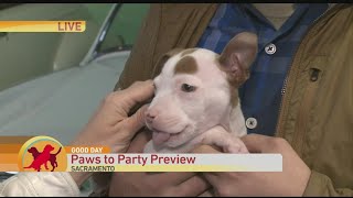 Paws to Party Pt. 2