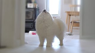 Pup lets out a dainty howl after her sister