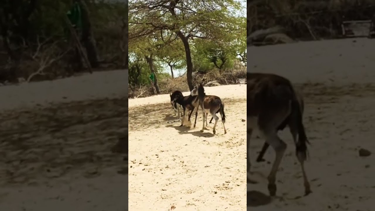 Amazing Donkey Meeting Shorts Viral Trandingshorts Tranding