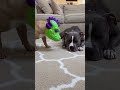 Funny Dogs #Funny #Cute #Dogs #Trending #Pets #ForYou #TikTok
