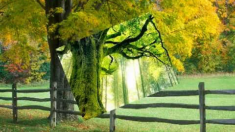 beautiful nature video 8