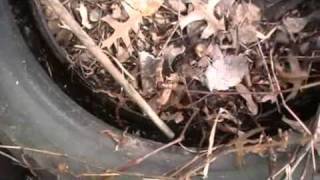 Herping For Snakes