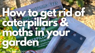 How to get rid of caterpillars and moths in your garden with Trichogramma