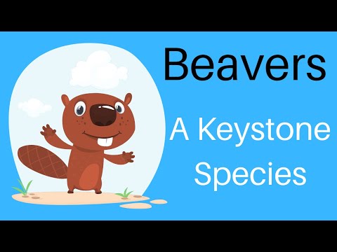 Video: Perché i castori sono specie chiave di volta?