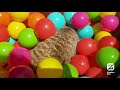 Meerkats in Ball Pit