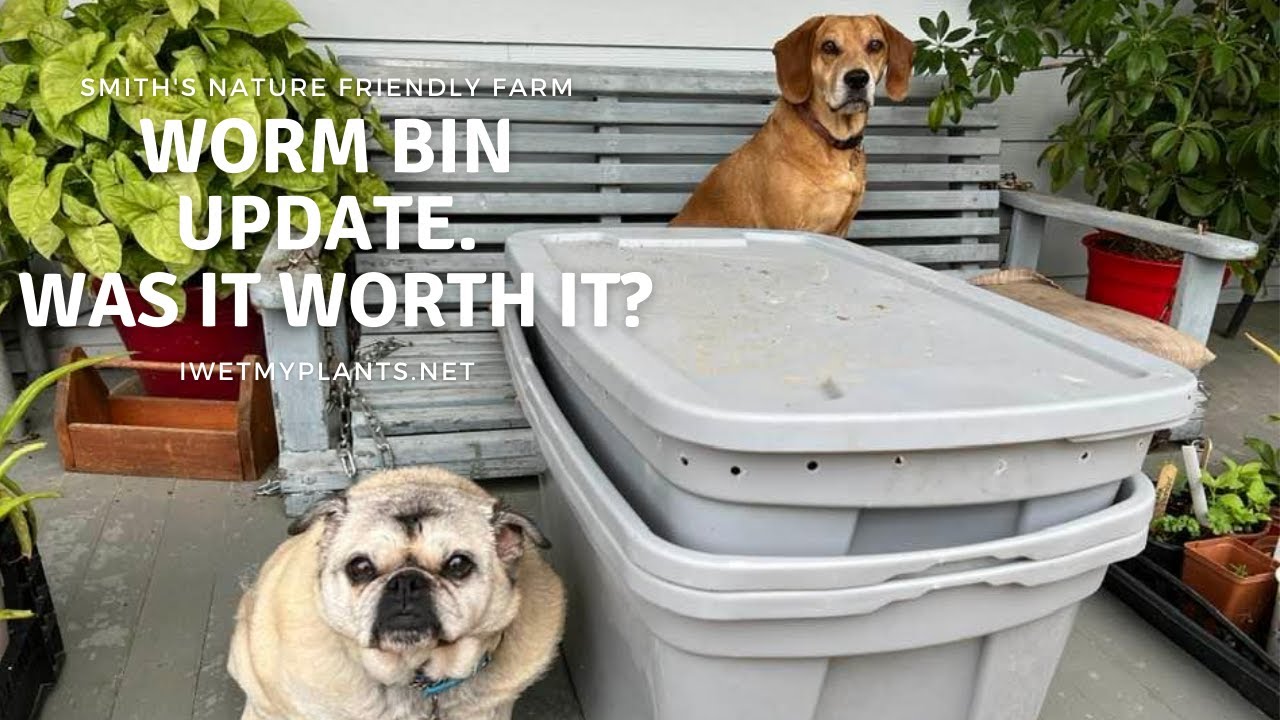 Worm bin update. Did the worms live and should you make a worm bin?