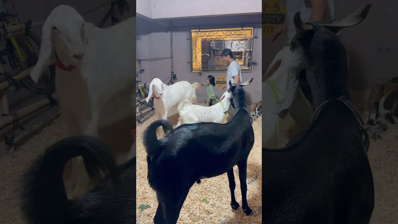 Bakra Eid | 