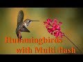 MULTIFLASH HUMMINGBIRDS | Beautiful Images with Multiflash and the Edit in Lightroom