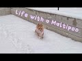 Life with a Maltipoo 🧸🐾 Snowy day in Japan ❄️🥶