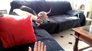 Playing fetch with... sphynx cat or dog??? by Gaby 924 views 10 years ago 16 seconds