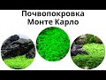Почвопокровка микрантемум монте карло (Micranthemum sp. "Monte Carlo")
