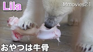 Polar Bear's snack is bovine bone おやつは牛骨 ホッキョクグマ リラ