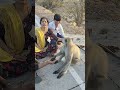 #monkey #cute #animals #youtubeshorts #trending #viral #funny
