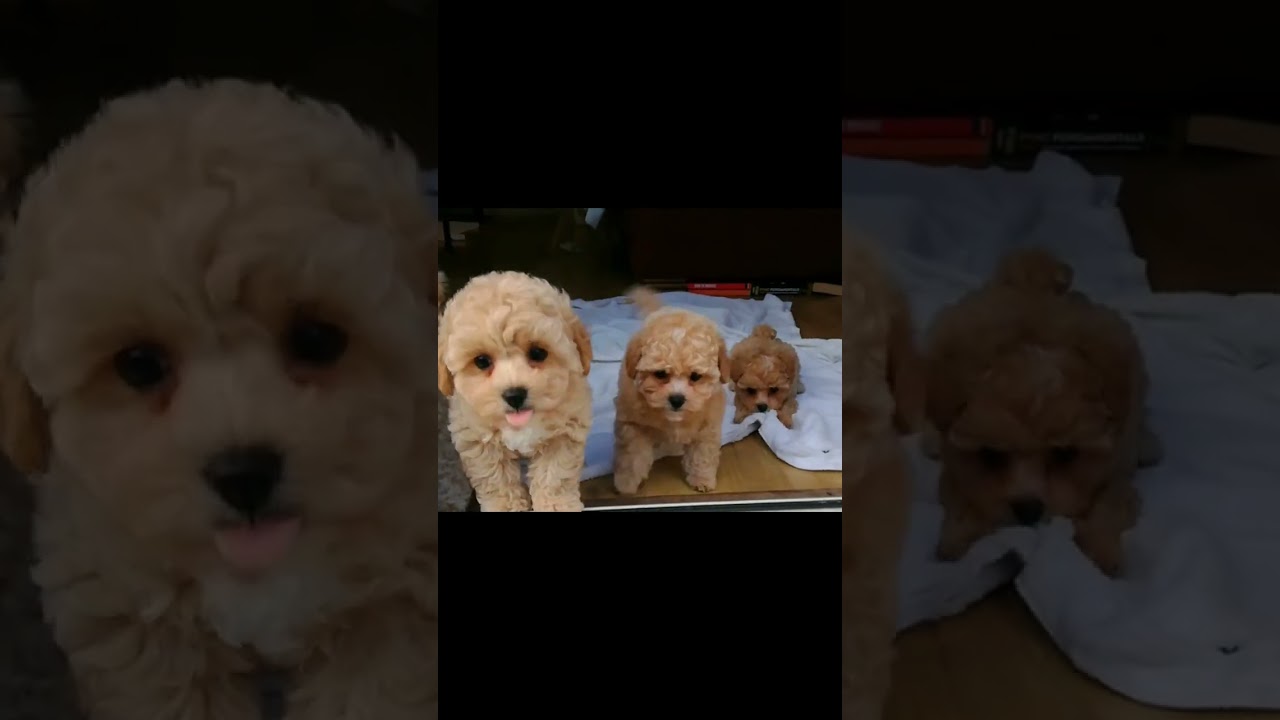 Happy, Playful 8 weeks old Poochon Baby Dogs 
