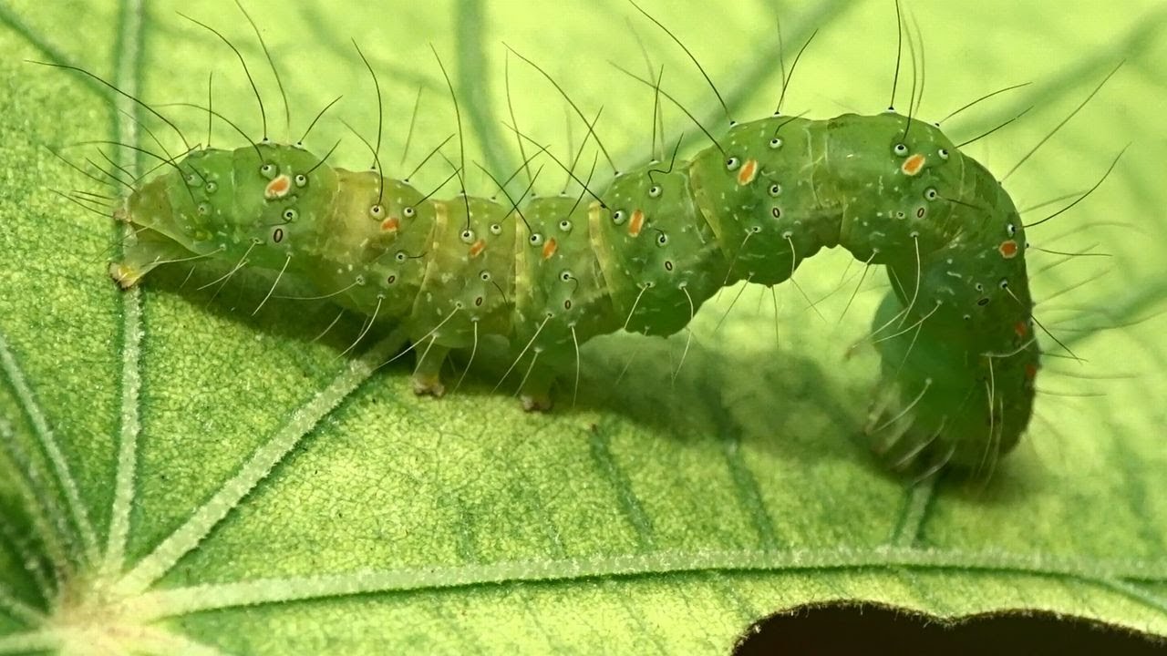 巨大な蛾の幼虫 イモムシ セスジスズメ蛾の幼虫が側溝に迷い込んだ Moth Larva Theretra Oldenlandia Youtube