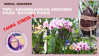 Tips Memindahkan Anggrek Pada Batang Pakis Baru