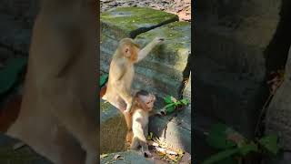 Milk milk but mom say no and rejected #monkey #monkeysr #babymonkey