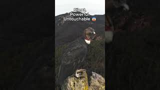 This bird Rules the skies 😨