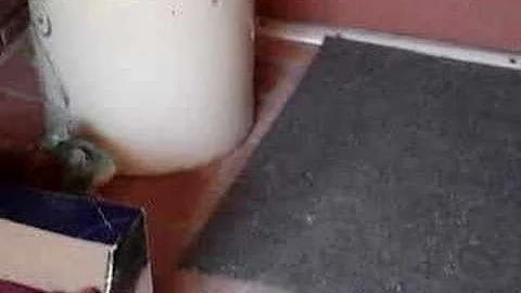 Watch the video about White manx kittens and mom 1 with tail