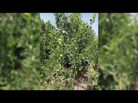 برتقال بسره مليسي حجم كبير مطعوم علي لارنج وسفندي صيني للتواصل 01000086289م عمر