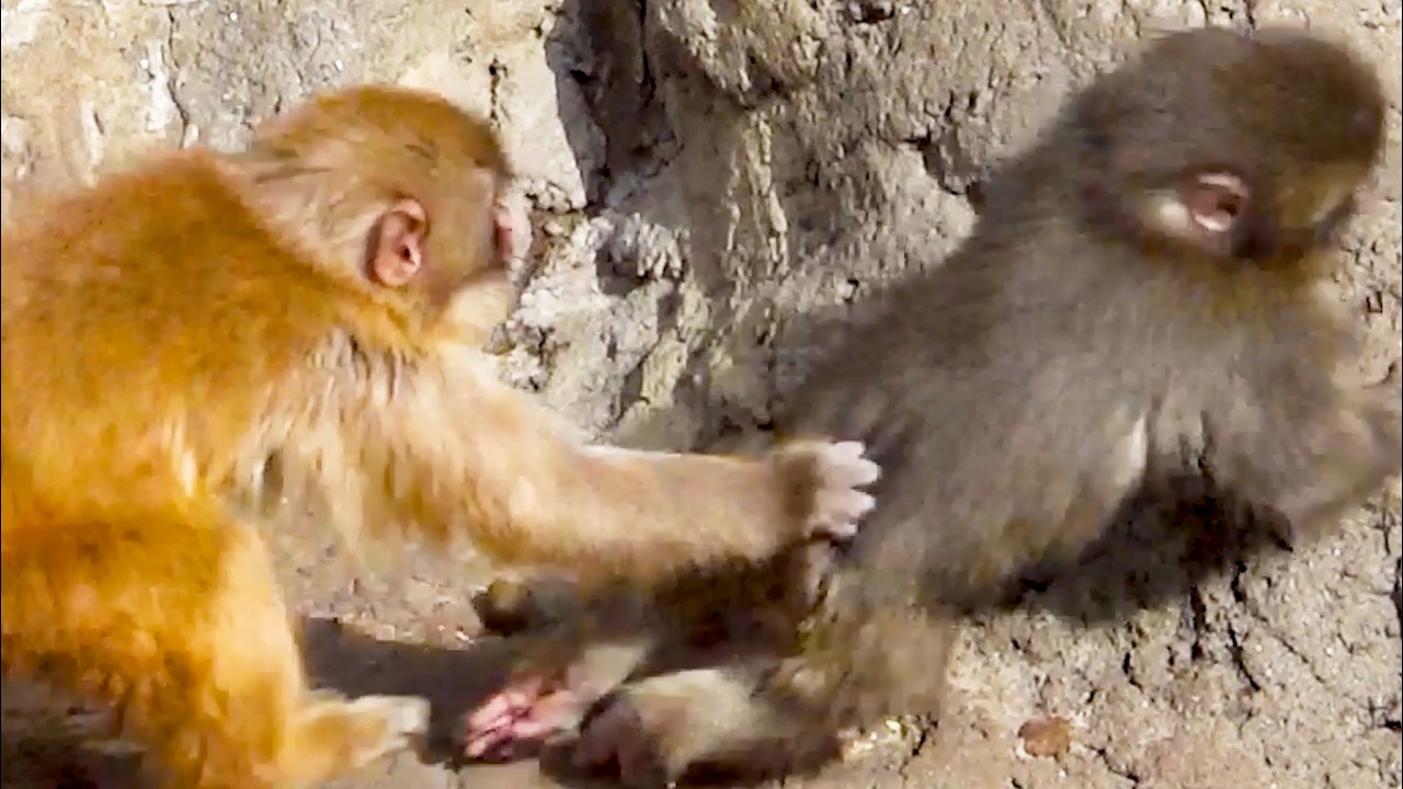 Punch Attacked 😭 Escaped… But Another Monkey Struck