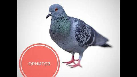 Орнитоз птиц