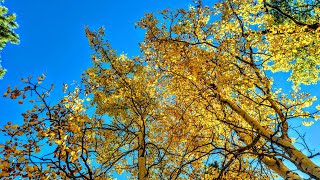 Rainbow Gulch Trail | Fall Colors in Colorado #fallcolors