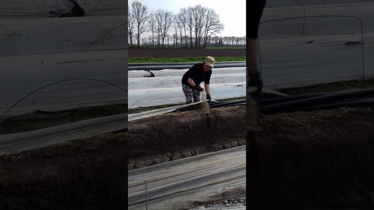 Sparangel  ( Asparagus ) Germania  2018