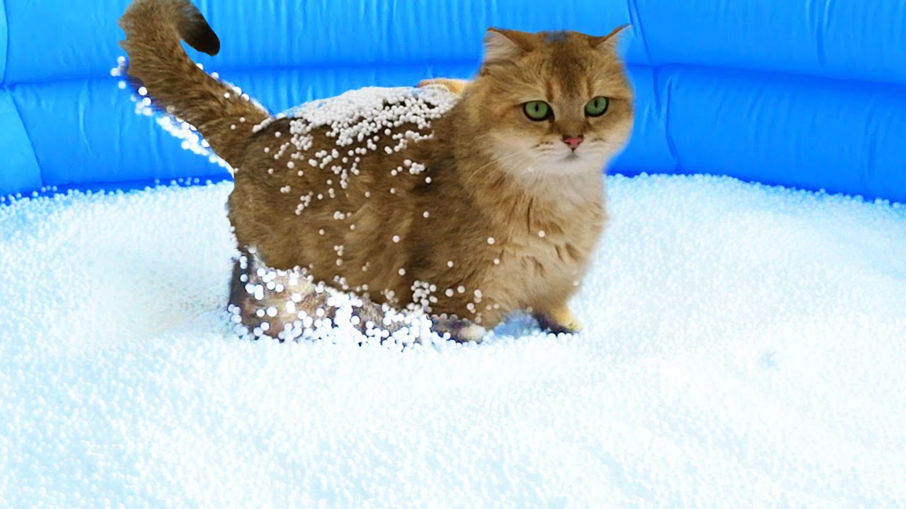 Can Cats Walk On Bean Bag Fillings ? YouTube