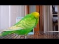 おしゃべりインコのピッピは頭突きが得意！Talking Bird Head-butt.