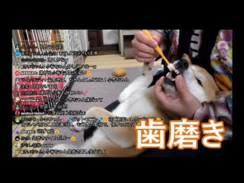 柴犬小春 　逃げても歯磨き！ゆんたく