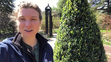 Boxwood Pruning Demonstration