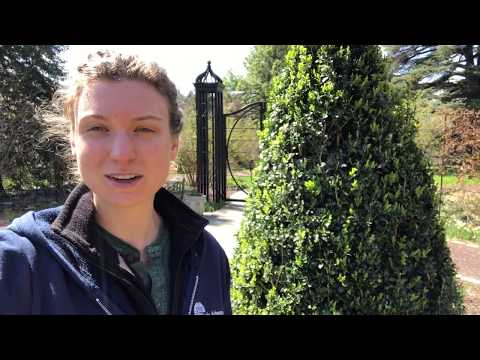 Video: Boxwood - Abadiy Yashil Uzun Jigar